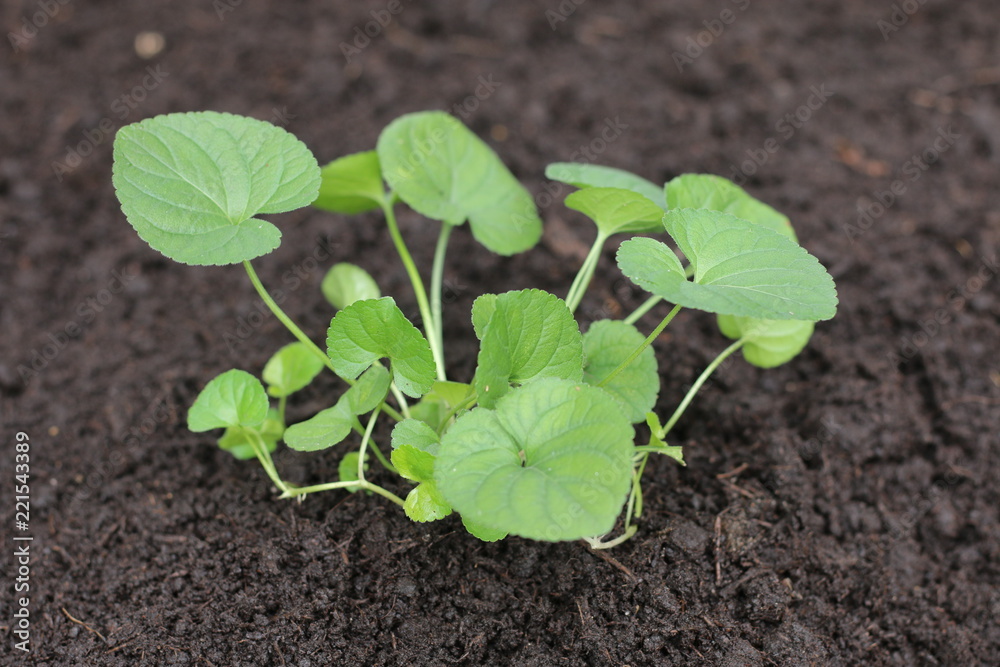 Viola Fiołek leśny