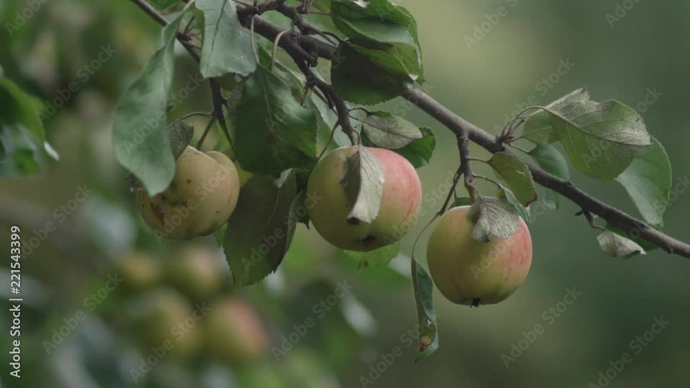 Focus pull reveal of apples on an apple tree