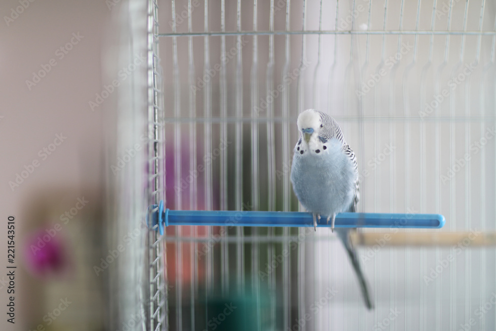 Fototapeta premium A wavy parrot sits on a plastic crossbar in a bird cage