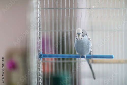 A wavy parrot sits on a plastic crossbar in a bird cage