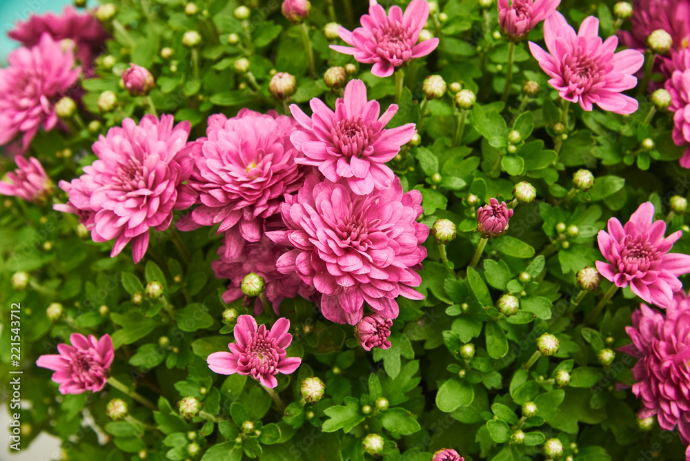 Fragment of a large bush of chrysanthemum with red flowers and buds Fragment of a large bush of chrysanthemum with red flowers and buds