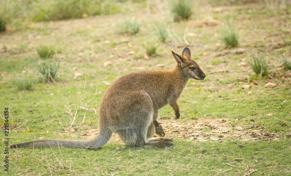 kangaroo