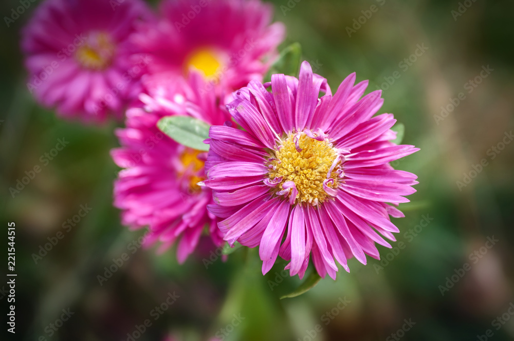 Aster Aster