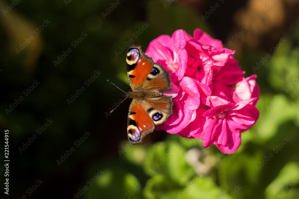 Schmetterling auf einer Geranie