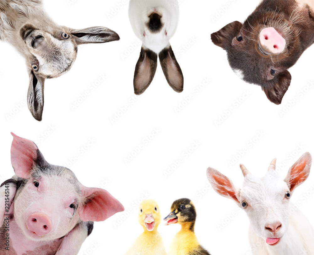 Portrait of a group of cute farm animals, isolated on white background  Stock Photo | Adobe Stock