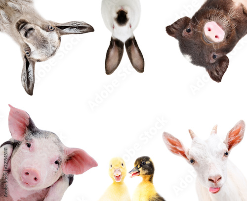 Portrait of a group of cute farm animals, isolated on white background