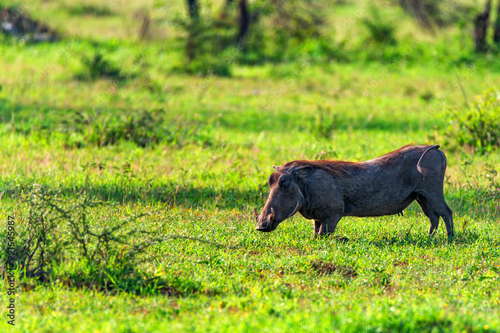 Cute Warthog or Phacochoerus africanus in savannah