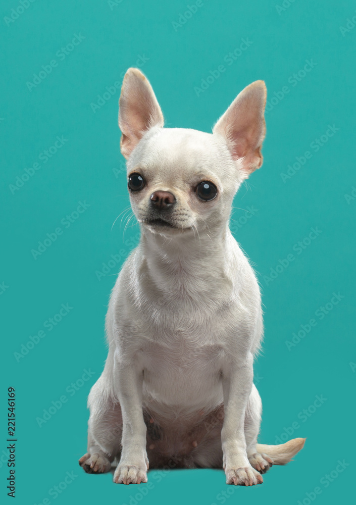 Chihuahua Dog  Isolated  on Blue Background in studio