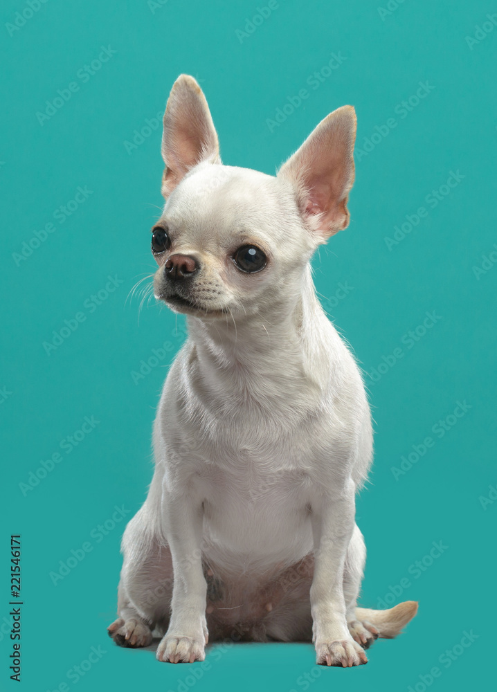 Chihuahua Dog  Isolated  on Blue Background in studio
