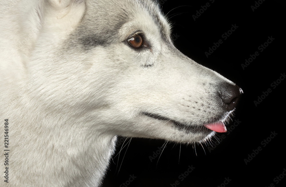 Siberian Husky Dog Isolated on Black Background in studio Siberian Husky Dog Isolated on Black Background in studio