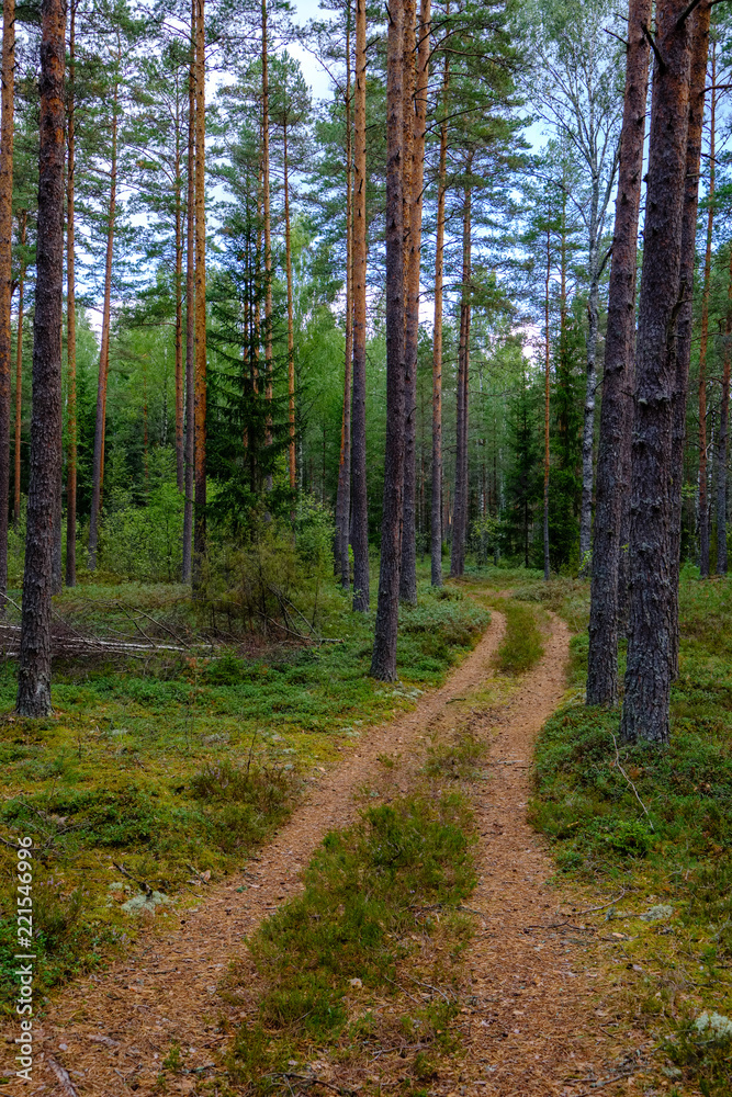 simple gravel country road in summer in forest simple gravel country road in summer in forest