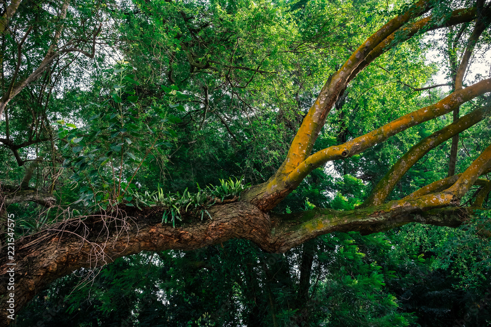 beautiful old tree in green forest or garden beautiful old tree in green forest or garden