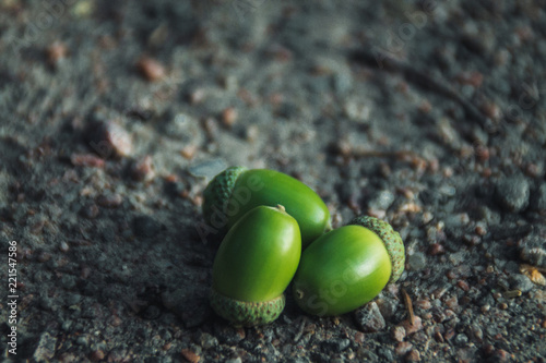 green plant growing out of soil