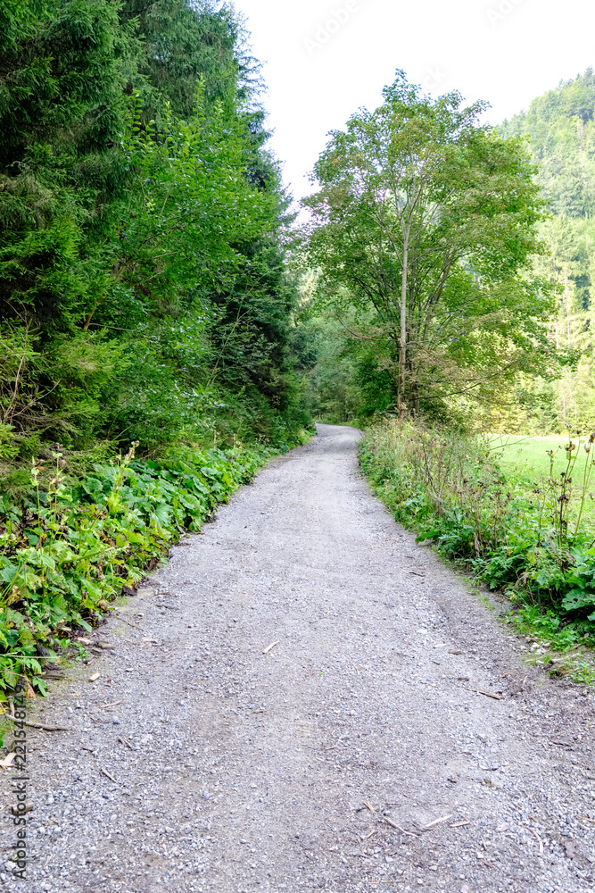 simple gravel country road in summer in forest