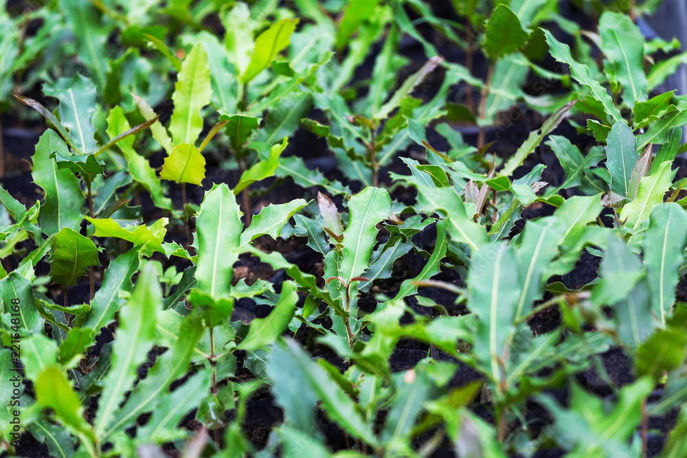 Macadamia nuts seedlings with green leaf, Northern Thailand. Macadamia nuts seedlings with green leaf, Northern Thailand.
