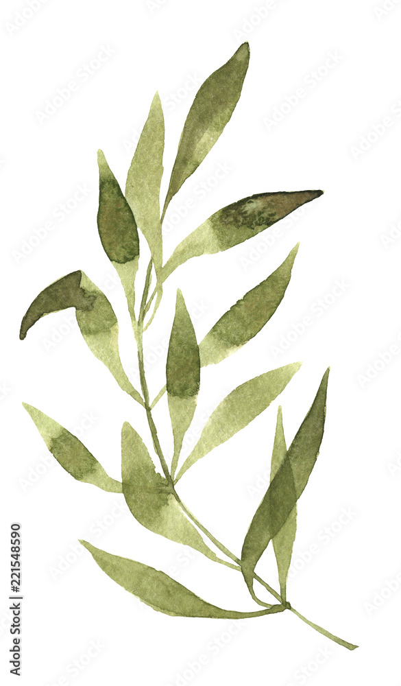 Olive watercolor branch on white background handpainting