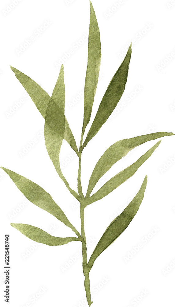 Olive watercolor branch on white background handpainting Olive watercolor branch on white background handpainting