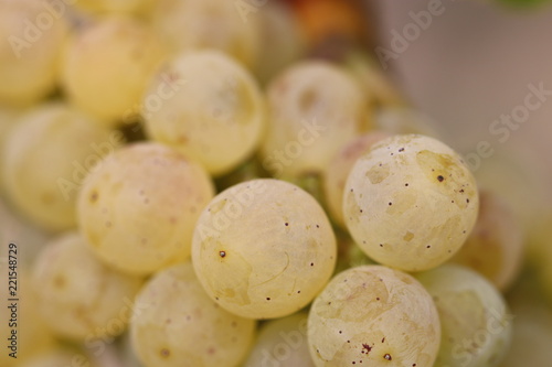 Herbstzeit ist Erntezeit - Detailaufnahme von reifen Trauben der Sorte grüner Silvaner