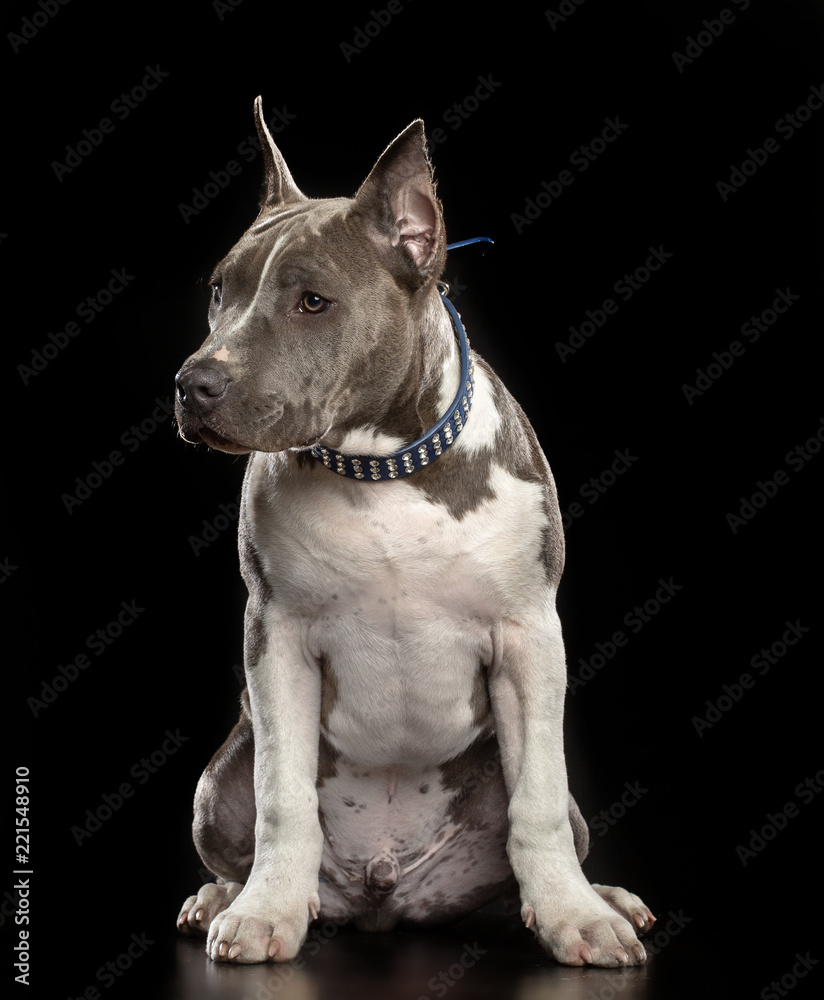 American Staffordshire Terrier Dog  Isolated  on Black Background in studio