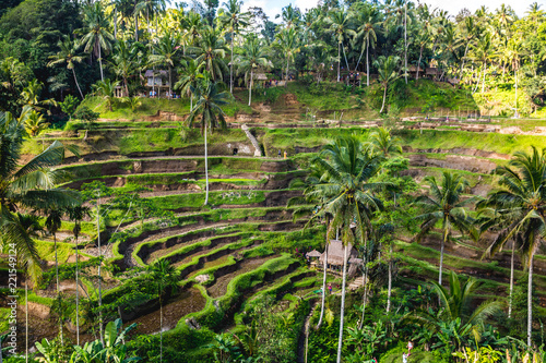 Rice terraces of Bali Island,Jatiluwih, Ubud photo