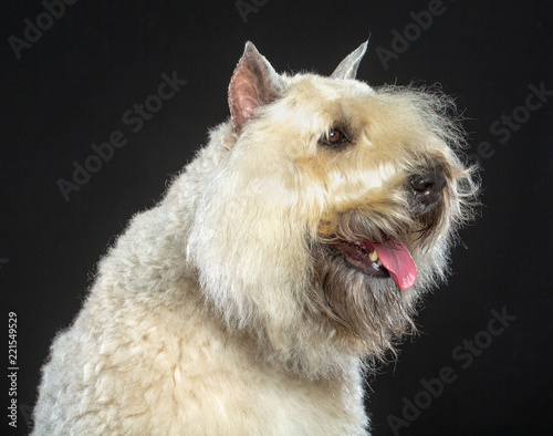 Bouvier des Flandres Dog Isolated  on Black Background in studio photo