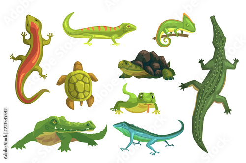 Reptiles and amphibians set of vector Illustrations