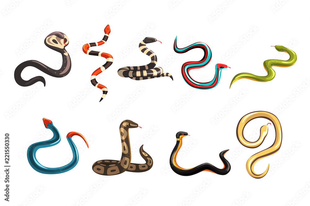 Fototapeta premium Kolorowa kolekcja różnych węży