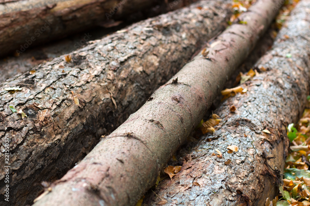 Pile of trees, wooden logs in the forest, diagonal lines textured background Pile of trees, wooden logs in the forest, diagonal lines textured background