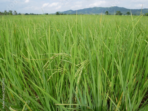 organic rice,nature green