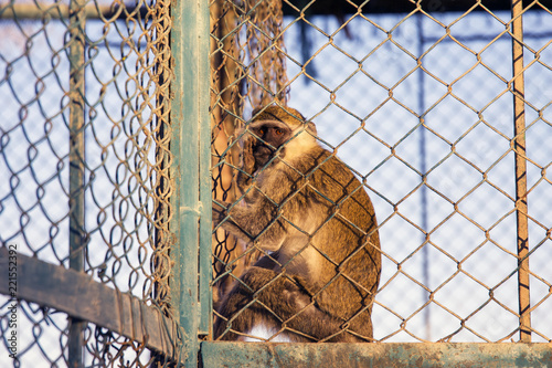 Ein Affe im Käfig. Ägypten.
