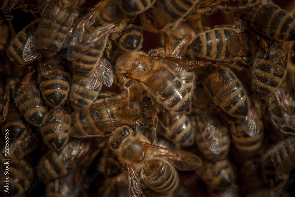 Fototapeta premium Beekeeping in Slovenia
