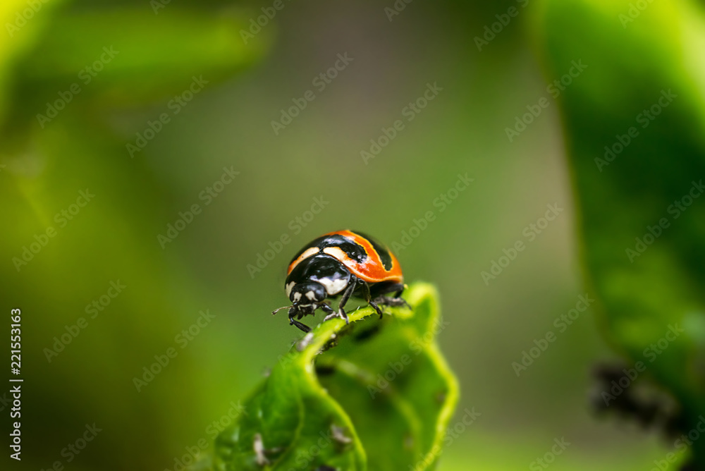 The ladybug hunts for aphids sitting on a green leaf on a blurred green background. Close up.