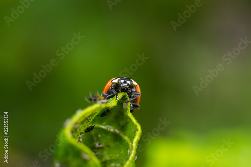 The ladybug hunts for aphids sitting on a green leaf on a blurred green background. Close up.