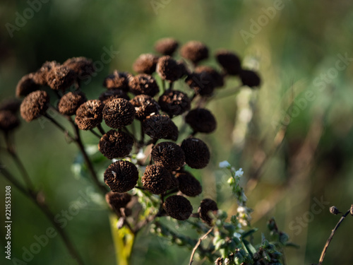 natur