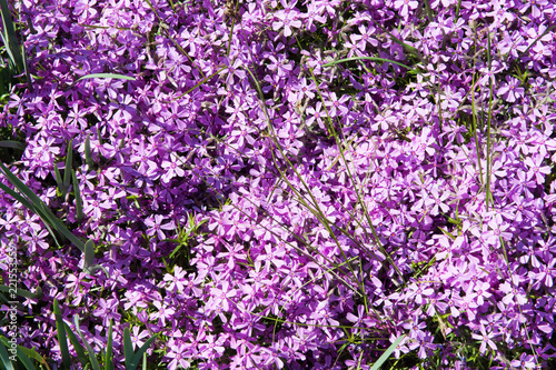 Fototapeta Naklejka Na Ścianę i Meble -  Spring background with lilacs