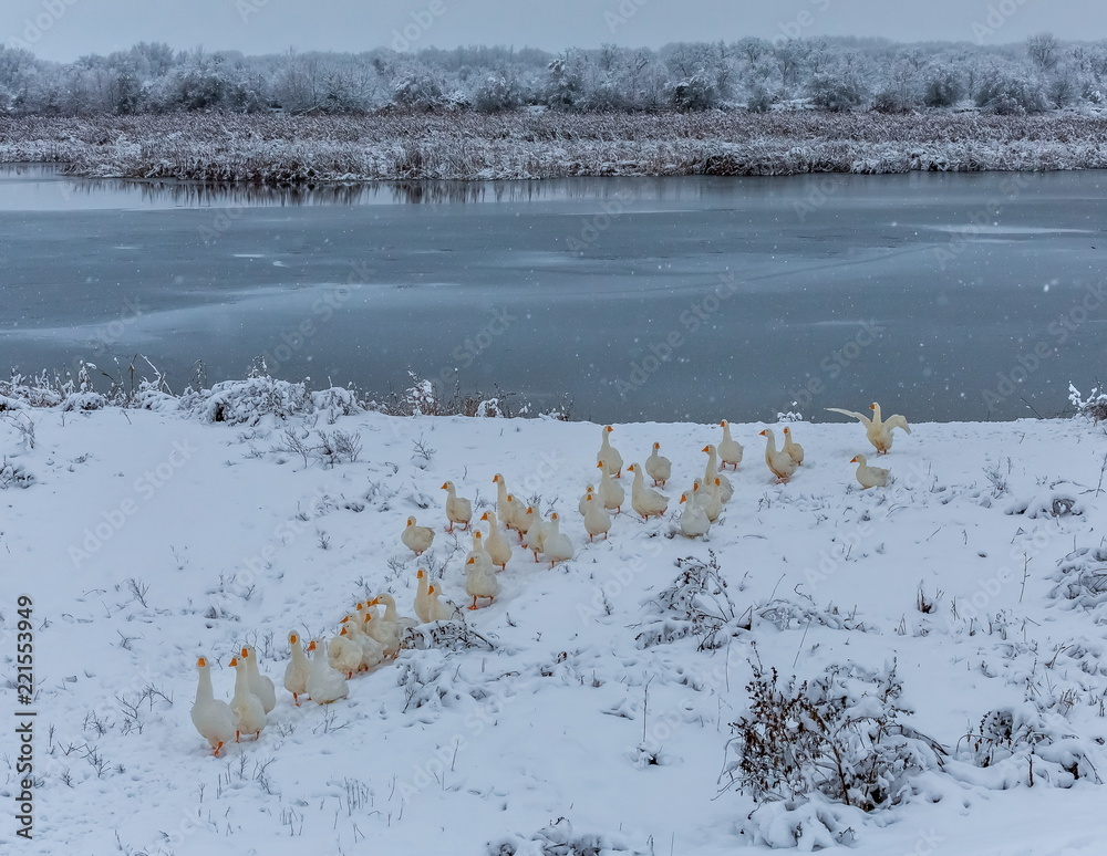 Fototapeta premium Geese on the pond in the winter. It's a nasty day. Geese on walks on a winter day. Pond in the village.