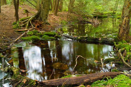 Forest Stream Surrounded By Timberland In Ancient Old GrowthForest