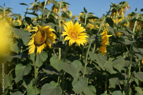 Fototapeta Naklejka Na Ścianę i Meble -  Field of sunflowers in russia.