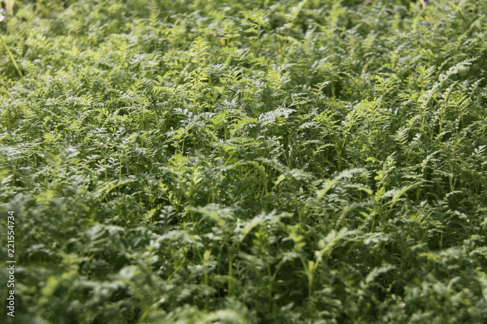 green carpet green carpet