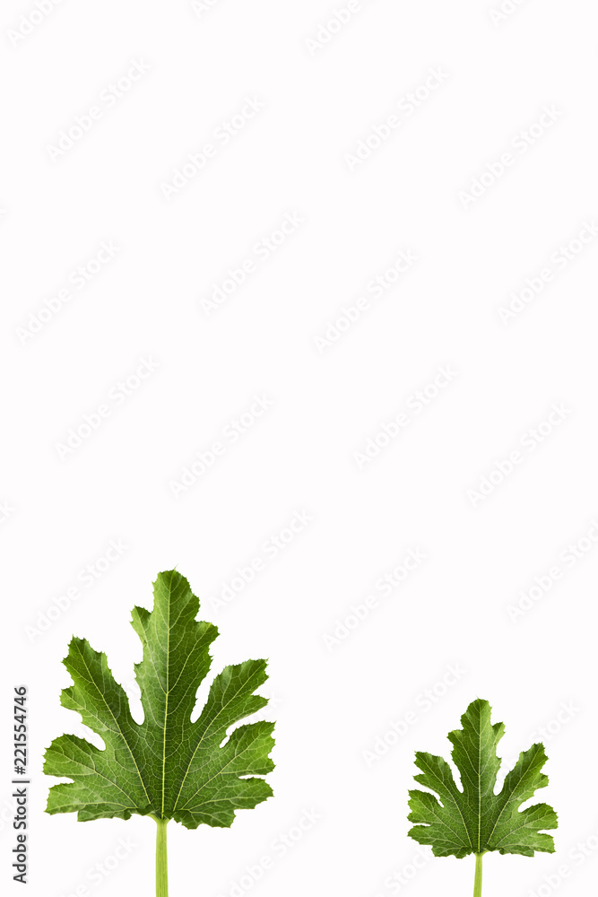 Naklejka premium Two green leaves of zucchini at white background