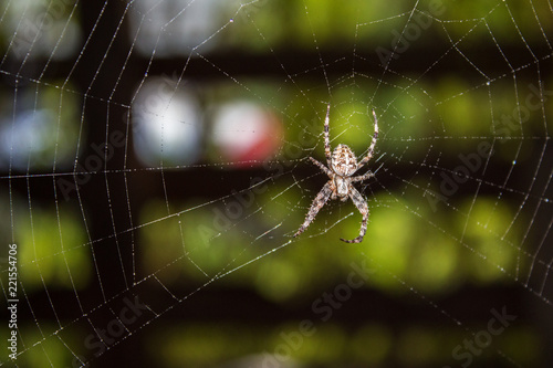 A spider on a cobweb in a summer gazebo in the Leningrad Region.