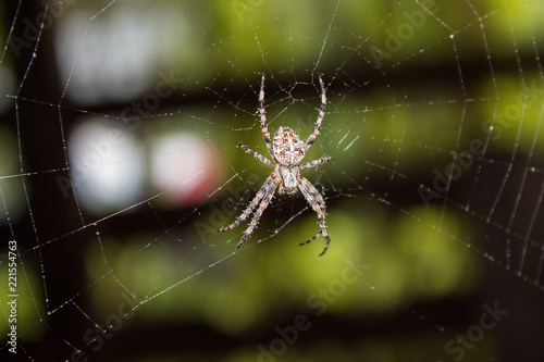 A spider on a cobweb in a summer gazebo in the Leningrad Region.