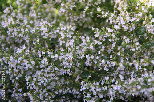 Calamintha nepeta