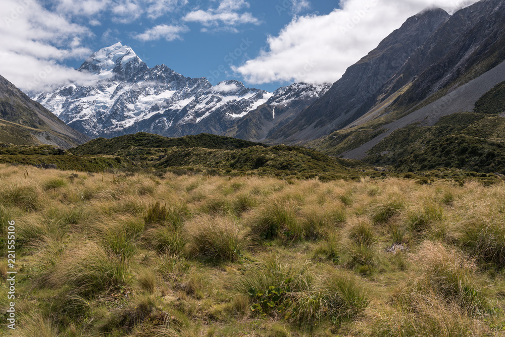 Tussock grass on the floor of the Hooker Valley with Mount Cook in the background. In Aoraki/Mount Cook National Park, New Zealand.