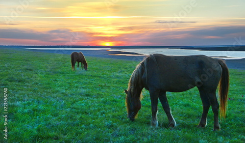 Horses grazing in the meadow against the sunset