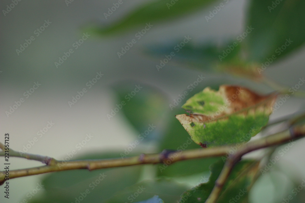 frog on leaf frog on leaf
