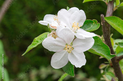 Pommier en fleur