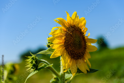 Fototapeta Naklejka Na Ścianę i Meble -  Sunflower in a garden on summer day