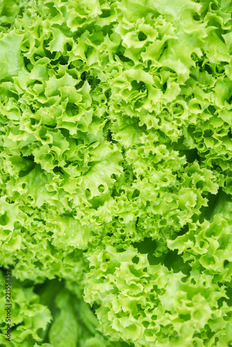 Fresh lettuce close up, full frame