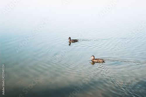Two ducks on a lake